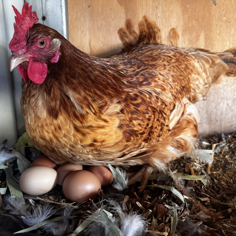Hen brooding on eggs in nesting box at Little Learners Nature Kindergarten White Gum Valley