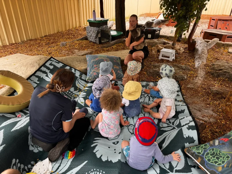 Child experiencing a close native koala encounter during a wildlife incursion at Little Learners childcare centre White Gum Valley WA
